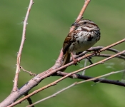 2016 06 11 WildLife MPLS 156